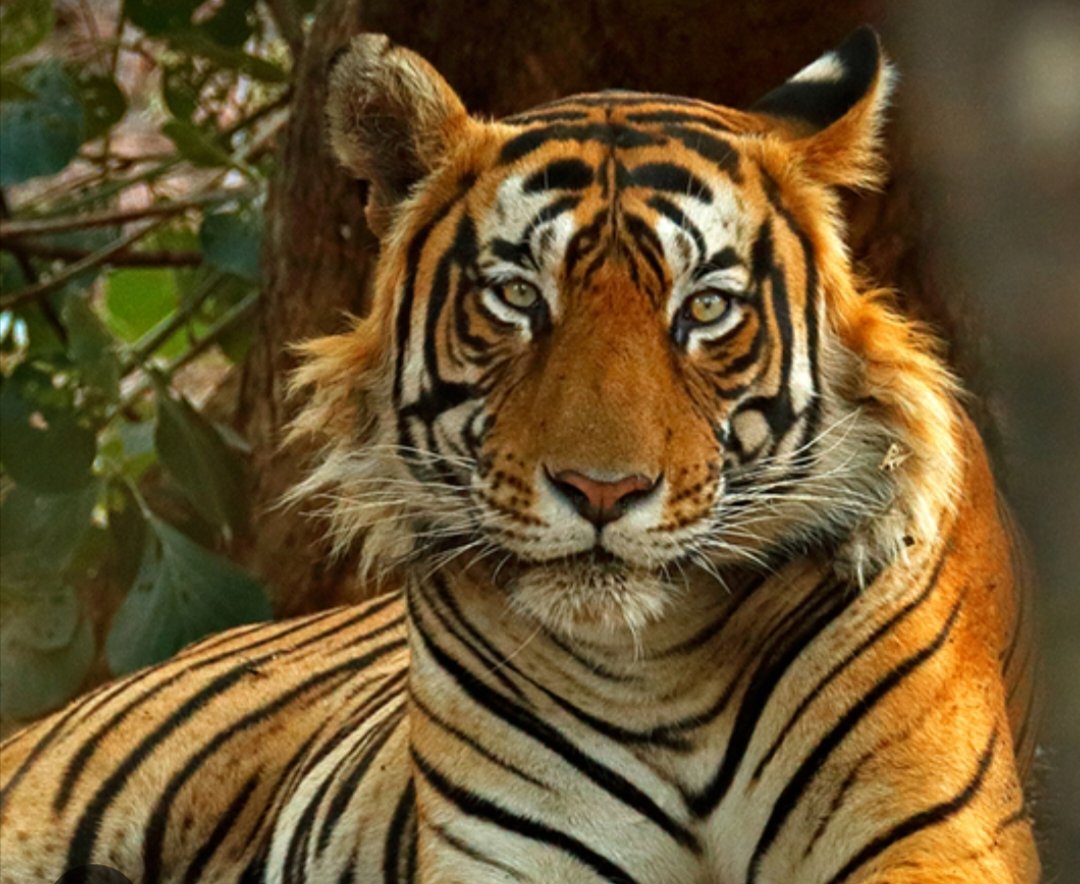 Ranthmbore National Park, Sawai Madhopur